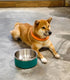 Stainless Steel Dog Bowls for Large Dogs - 64 Ounces/8 Cup Double Wall Weighted Dish with Non-Slip Base