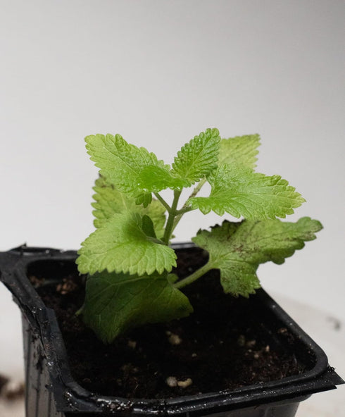 2.5 inch Catnip Plant (Nepeta cataria) Pot - Live Plant Catswort Catwort Catmint Catnip Plant