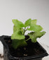 2.5 inch Catnip Plant (Nepeta cataria) Pot - Live Plant Catswort Catwort Catmint Catnip Plant