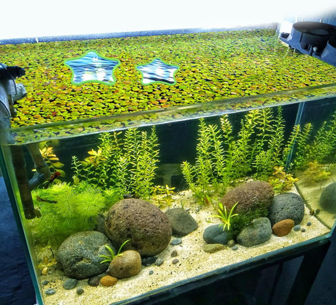 5pcs Star-Shaped Aquarium Floating Plant Rings, Foam Fish Feeding Rings for Fish Tank Duckweed Isolation (Green)