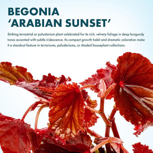 Sunset SubstrateSource Live Jungle Plants - Begonia Arabian (Begonia sp.) - Medium to High Light, Bronze Red Orange