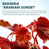 Sunset SubstrateSource Live Jungle Plants - Begonia Arabian (Begonia sp.) - Medium to High Light, Bronze Red Orange