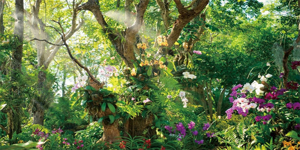 AWERT 72x24 inches Jungle Terrarium Background, Grass Flowers Trees Sunlight Reptile Habitat Vinyl Background