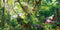 AWERT 72x24 inches Jungle Terrarium Background, Grass Flowers Trees Sunlight Reptile Habitat Vinyl Background