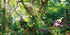 AWERT 72x24 inches Jungle Terrarium Background, Grass Flowers Trees Sunlight Reptile Habitat Vinyl Background