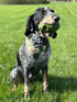 Operation Good Boy Durable Grenade Dog Toy, Patriotic Military Inspired Chew Toy for Teething and Interactive Play