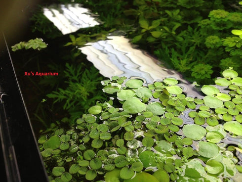 Gz 24 Water Spangles (Salvinia Minima), Live Aquarium/Aquatic/Floating/ Pond/Beginner Plant by G&Z