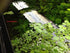 Gz 24 Water Spangles (Salvinia Minima), Live Aquarium/Aquatic/Floating/ Pond/Beginner Plant by G&Z