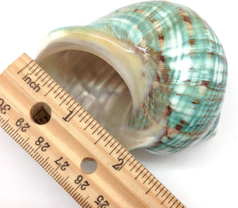 PEPPERLONELY 3 Inch 3-1/2 Inch Green Blue Gade Big Turbo Sea Shells, Large Hermit Crab Shells, ~