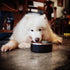 Dog Bowl for Food and Water, 40 Oz Stainless Steel Pet Feeding Bowl, Durable Non-Skid Double Wall Insulated Heavy Duty with Rubber Bottom for Medium Large Sized Dogs (40 Ounces/5 Cup, Black)