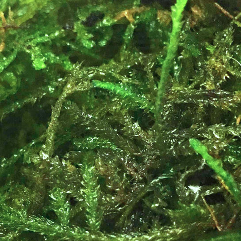 PLANTEREST BUY2GET1FREE Java Moss | Vesicularia Dubyana Freshwater Live Aquarium Plant