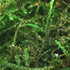PLANTEREST BUY2GET1FREE Java Moss | Vesicularia Dubyana Freshwater Live Aquarium Plant