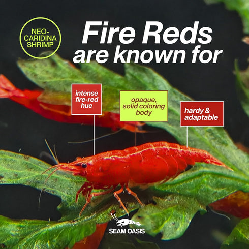 (Pack 10) Fire Red Premium High-Grade Cherry Shrimp Neocaridina Freshwater Aquarium, Live Shrimp Freshwater Aquarium