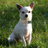 Flower Patterns Dog Collar with Accessories, Soft Cotton Collars for Small Medium Large Female and Male Dogs (Daisy L)