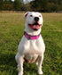 Dog Collar for Large Dogs - 2 Hot Pink Collars with Handle for Extra Large Breeds, Heavy Duty K9 Nylon Tactical Collar