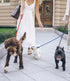 5 Pcs Slip Lead Dog Leash - Strong Nylon Rope Training Leash for Large, Medium, and Small Dogs
