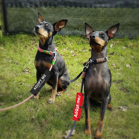 Adopt Me/I'm A Foster Dog Leash Sleeve 2 Set - Includes Red and Black Sleeves for Dog Owner Gift