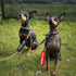 Adopt Me/I'm A Foster Dog Leash Sleeve 2 Set - Includes Red and Black Sleeves for Dog Owner Gift