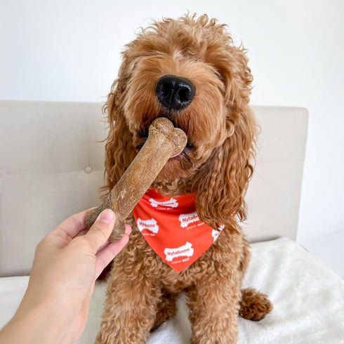 (2 Count) Nylabone Healthy Edibles Natural Dog Chews Long Lasting Chicken Flavor Treats for Dogs, Medium/Wolf