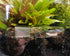 2 Pack 3 Holes Planaria Trap for Aquarium, Bristle Worm Catcher Snail Trap for Fish Tank Leeches Catcher