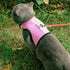 PUPTECK Soft Mesh Cat Vest Harness and Leash Set, Escape Proof Padded Pet Harness for Small Dogs, Pink Large
