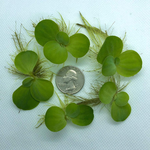 Aquarigram Live Water Lettuce Floating Plant for Aquariums
