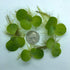 Aquarigram Live Water Lettuce Floating Plant for Aquariums