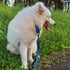 Advanced 12 Inches Nylon Short Dog Leash with Heavy Duty Clasp and Soft Padded Handle for Large Medium Dogs (Classic