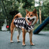 ASENKU Plaid Dog Sweater, Soft Comfortable Fleece Vest for Small & Medium Breeds, Warm Winter Dog Shirt (M, Black)