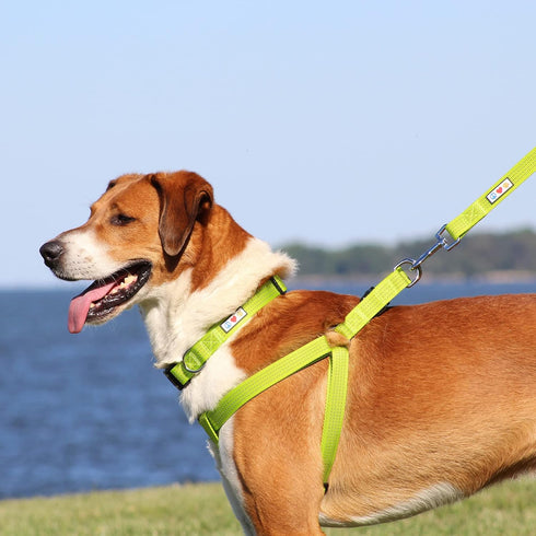Pawtitas Adjustable Reflective Dog Harness, Small Blue, Step-in for Senior Dogs to Puppies, S Vest