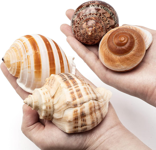 4 Shell Hermit Crab Set Assorted for Medium to Large Hermit Crabs