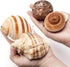 4 Shell Hermit Crab Set Assorted for Medium to Large Hermit Crabs