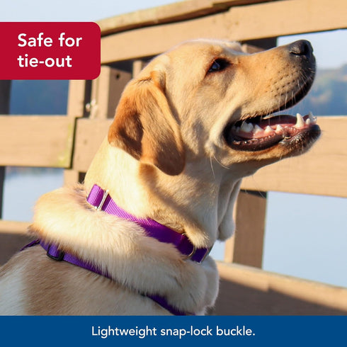 Coastal Pet Adjustable Dog Collar – Purple – 3/4" x 14" - 20" with Metal Buckle