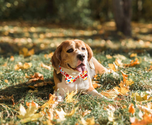 Fall Dog Collar with Elegant Bow Tie, Durable Adjustable Autumn Pet Collar, Available in Small Medium Large.