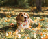 Fall Dog Collar with Elegant Bow Tie, Durable Adjustable Autumn Pet Collar, Available in Small Medium Large.