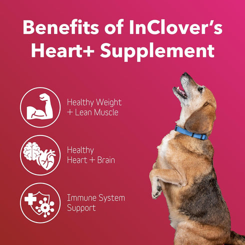 InClover Heart+ Dog and Cat Cardiac Health Supplement, Taurine Supplement for Dogs & Cats, Supports Heart & Immune