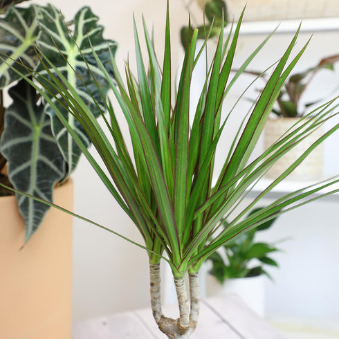 6" Live Dracaena Marginata, Easy House Plant Decor in White Pot, Dragon Tree, Real Office Plants, Decorative Gifts by