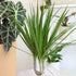 6" Live Dracaena Marginata, Easy House Plant Decor in White Pot, Dragon Tree, Real Office Plants, Decorative Gifts by