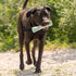 Chew King Dental Dog Toy Collection, Stick Clinically Proven to Remove Plaque