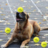 Dog Tennis Balls - 12 Pack 2.5" Squeaky Interactive Toys for Small Medium Large Dogs - Bounce Rubber for Training