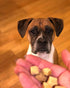 Freeze Dried Superfood Snacks for Dogs, Pumpkin + Kale, All Natural Dog Treat