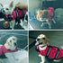 Snik-S Dog Life Jacket, Pet Swimming Preserver with Reflective Stripes and Adjustable Belt for Short Nose Dogs