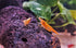 Aquaticblendedfoods 2oz A415 Ultra+ Freshwater Shrimp Food,Calcium,Spirulina,Crayfish & Snail Mix,Cherry Shrimp,Bottom