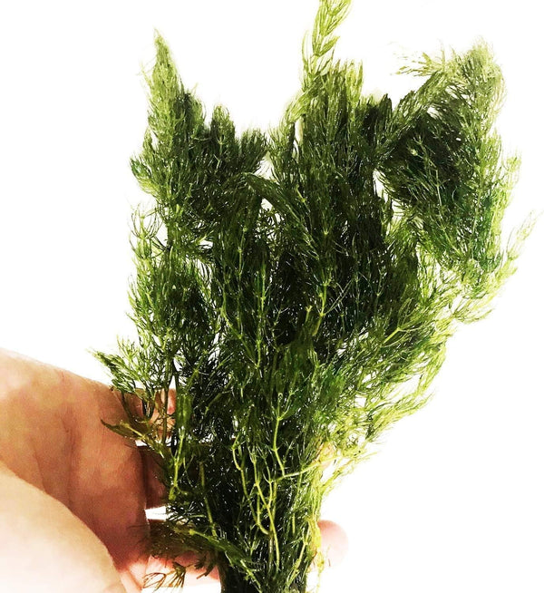PLANTEREST | Hornwort Ceratophyllum Demersum Live Aquarium Plant Easy for Beginner Tropical Pond