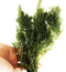 PLANTEREST | Hornwort Ceratophyllum Demersum Live Aquarium Plant Easy for Beginner Tropical Pond