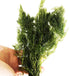 PLANTEREST | Hornwort Ceratophyllum Demersum Live Aquarium Plant Easy for Beginner Tropical Pond