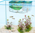 Penn-Plax AN2 Aqua Nursery and Hatchery Breeding Box for Aquarium, Protect Baby Fish from Predators