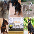 Heavy Duty Dog Choke Collar, Slip Dog P Chain Snake Collar for Small Large Dogs (Black/Gold/Silver/Rose Gold,