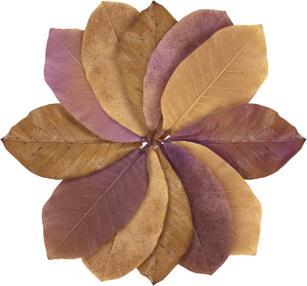 Dog, Cat & Small Animal Catappa Leaves, Dried Indian Almond Leaf for Skin Moisturizer, Shinier Coat, 12 Pieces Per Pack