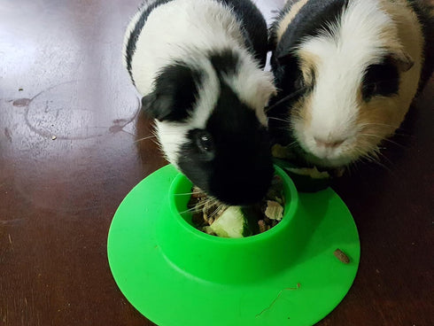 Tip-Proof Ergonomic Pet Bowl for Guinea Pig, 1/4-Cup Small Size, Spring Green